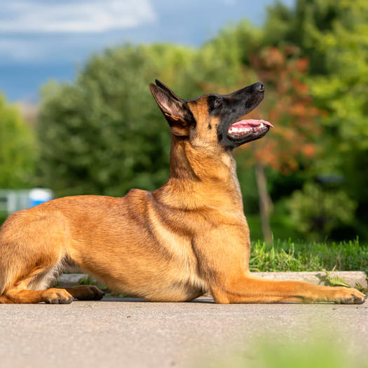 Belga best sale malinois dog